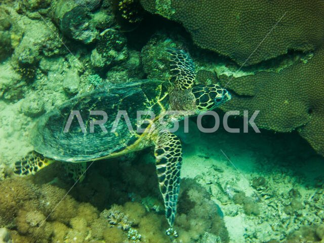 Hawksbill Turtle in the Red Sea