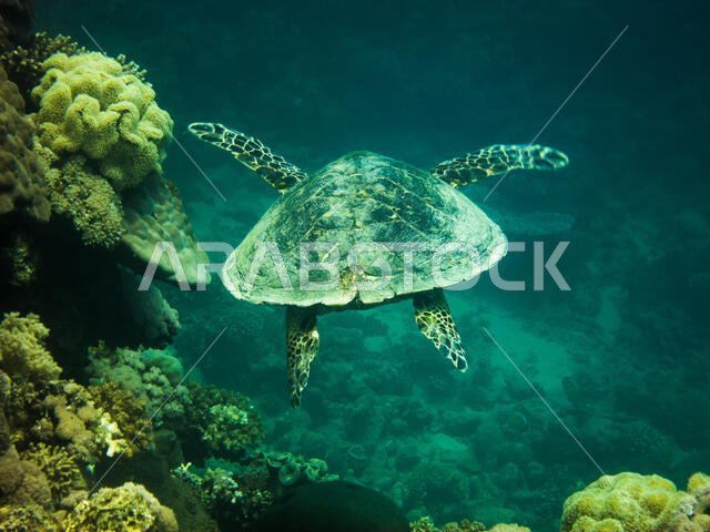 Hawksbill Turtle in the Red Sea