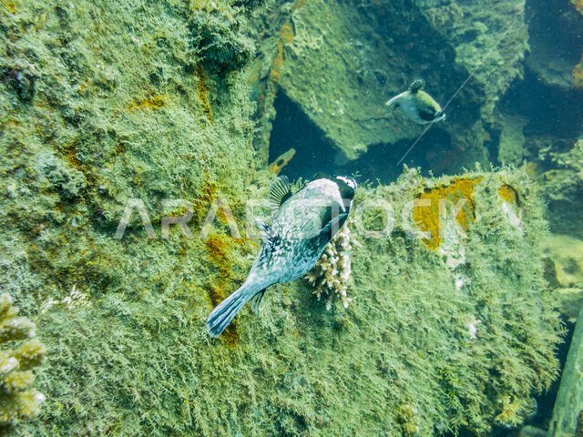 Masked Puffer Fish