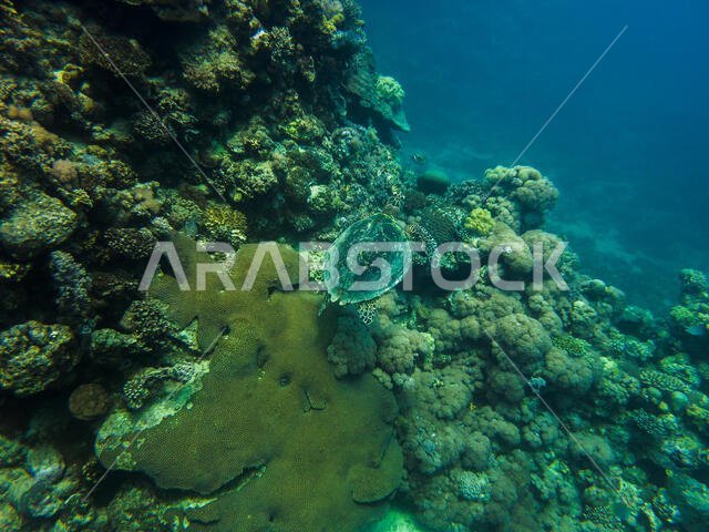 سلحفاة منقار الصقر في البحر الأحمر