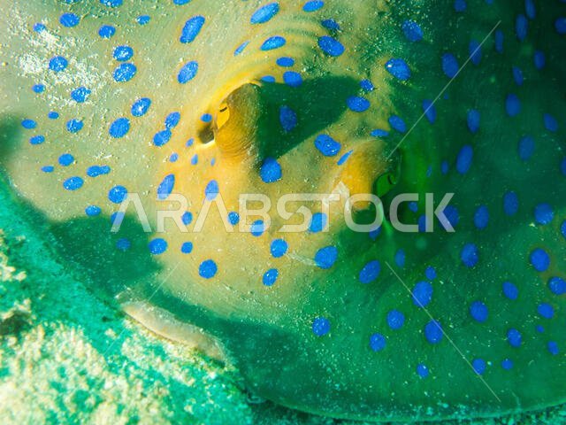 Blue Spotted Sting Ray