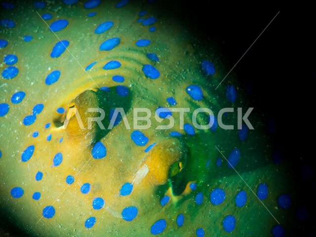 Blue Spotted Sting Ray