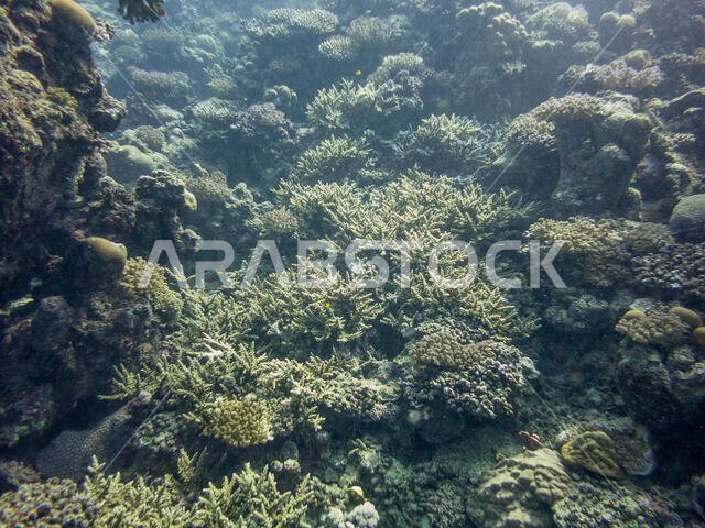 Coral Reef in the Red Sea