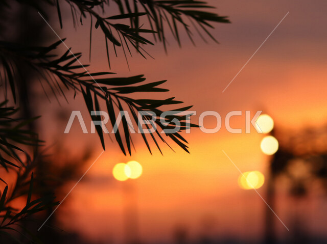 Close-up of trees and plants during sunset, beautiful nature in Saudi Arabia, landscapes, sunset beauty, background of nature
