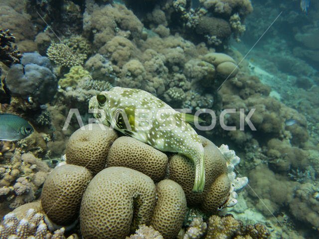 Starry Puffer Fish in the Red Sea