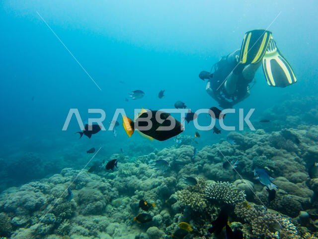 سمكة الزناد ذات الخطوط البرتقالية