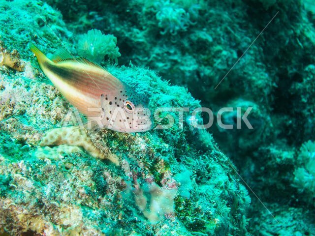 Freckled Hawk Fish