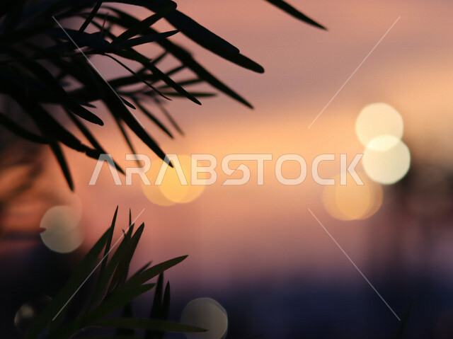 Close-up of trees and plants during sunset, beautiful nature in Saudi Arabia, landscapes, sunset beauty, background of nature