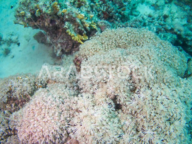 Coral Reef in the Red Sea