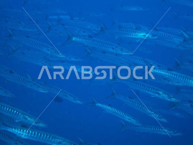 سمكة الباراكودا في البحر الأحمر