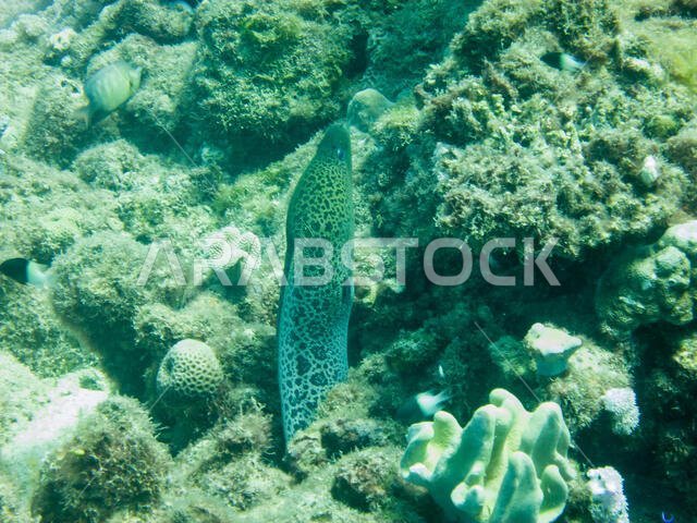 Giant Moray Eel
