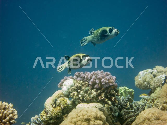 سمكة البخاخ المقنعة