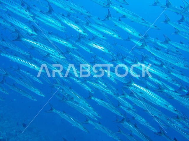 سمكة الباراكودا في البحر الأحمر