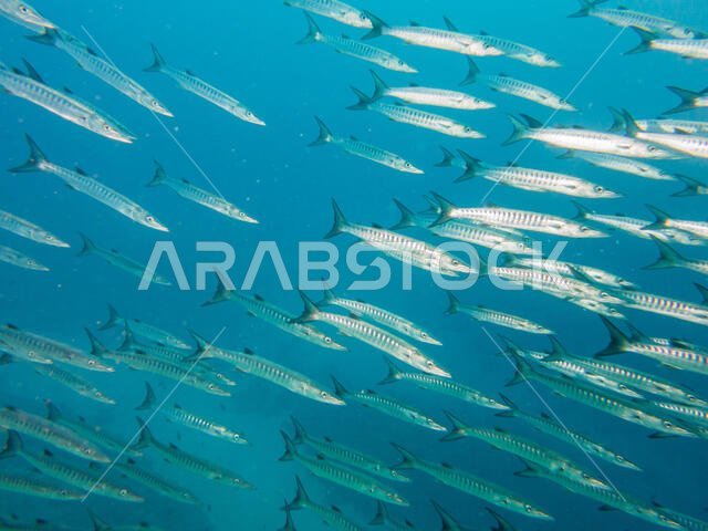سمكة الباراكودا في البحر الأحمر
