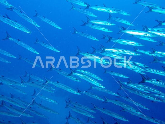 سمكة الباراكودا في البحر الأحمر