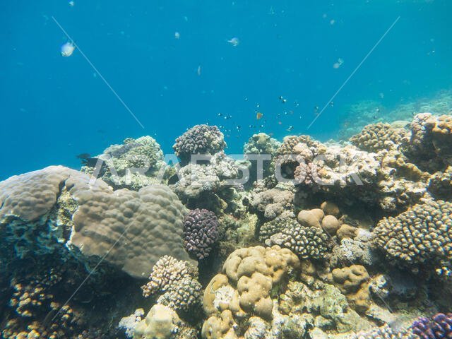 Coral Reef in the Red Sea