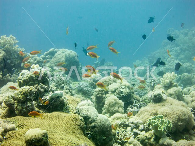 Coral Reef in the Red Sea