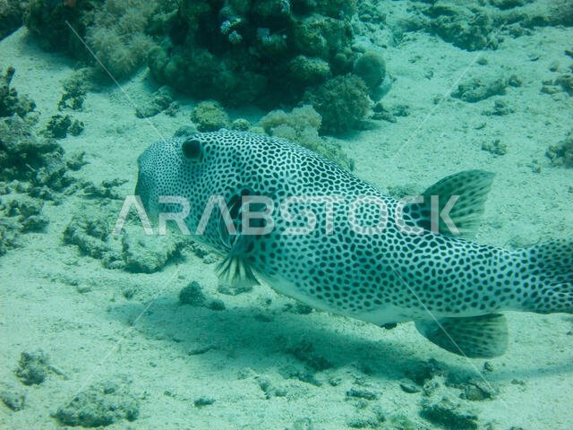 Starry Puffer Fish in the Red Sea