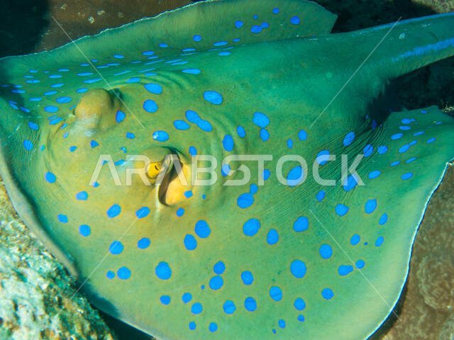 Blue Spotted Sting Ray