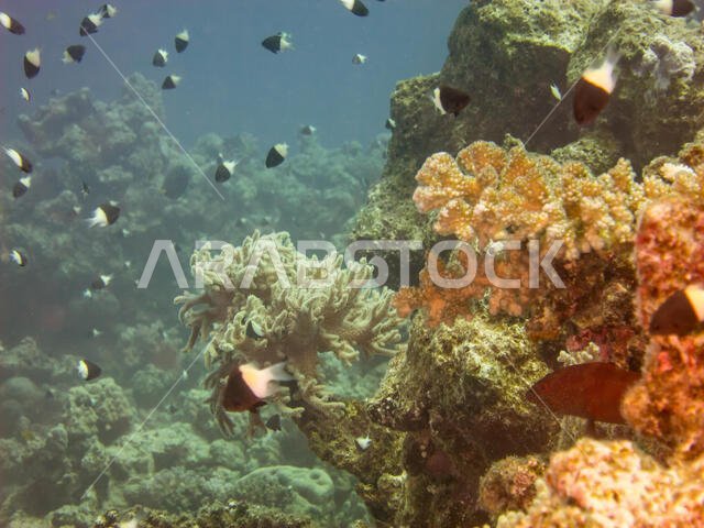 Coral Reef in the Red Sea
