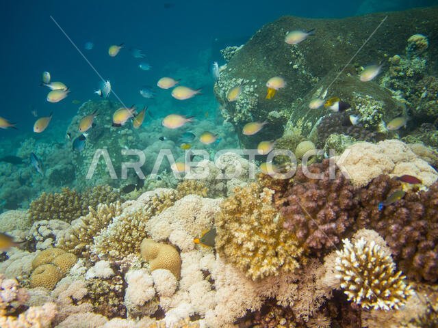 Coral Reef in the Red Sea