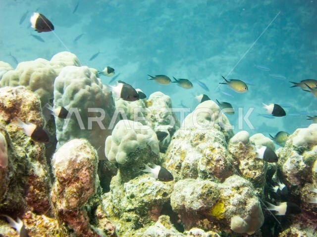 Coral Reef in the Red Sea