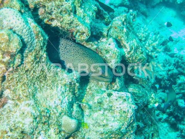 Giant Moray Eel