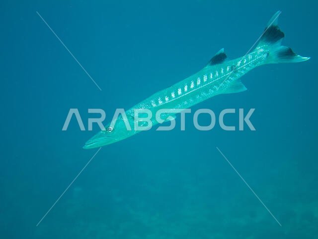 سمكة الباراكودا في البحر الأحمر