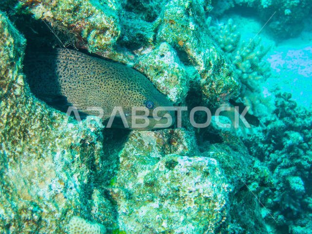 Giant Moray Eel