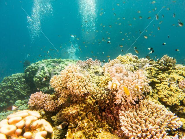 Coral Reef in the Red Sea