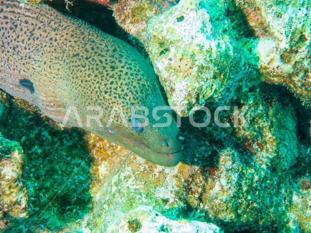 Giant Moray Eel