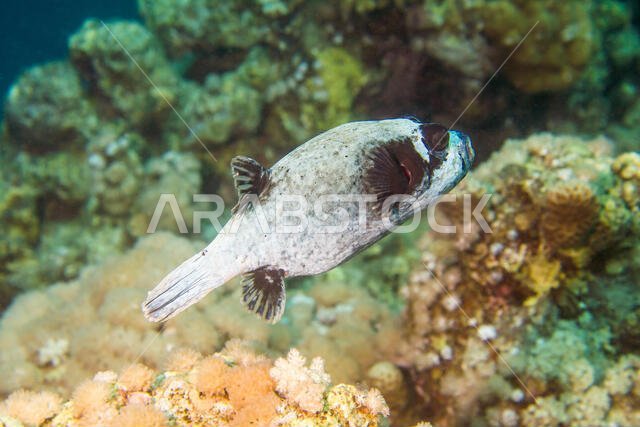 Masked Puffer Fish