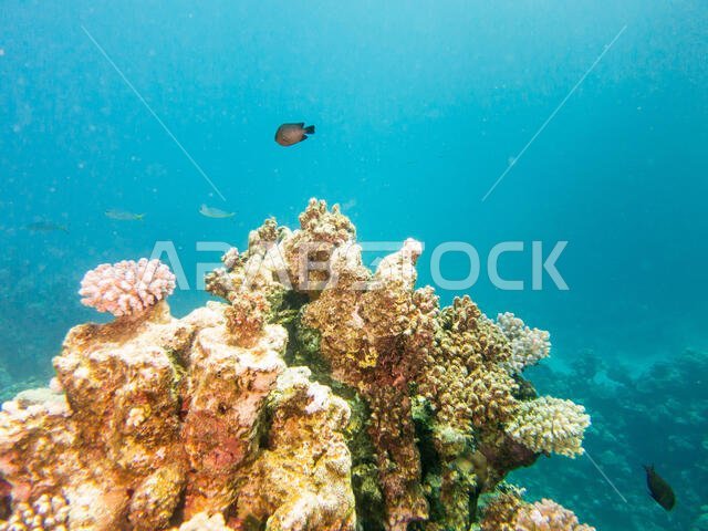 Coral Reef in the Red Sea