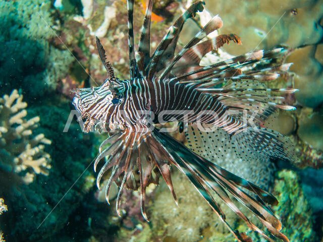 Lion fish in the Red Sea