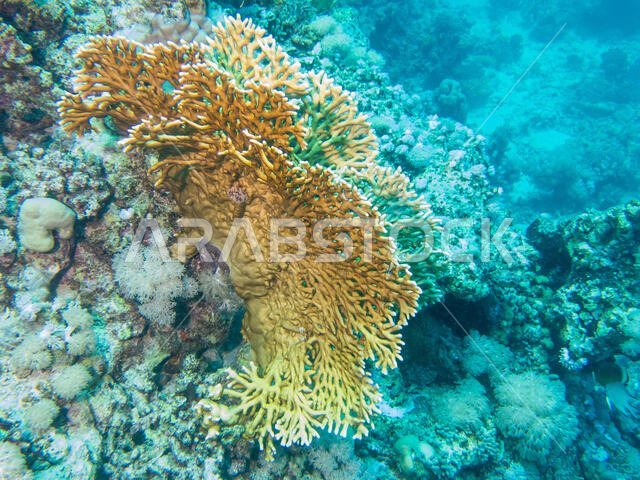 Coral Reef in the Red Sea