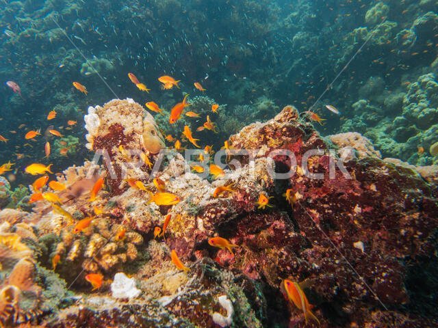 Coral Reef in the Red Sea
