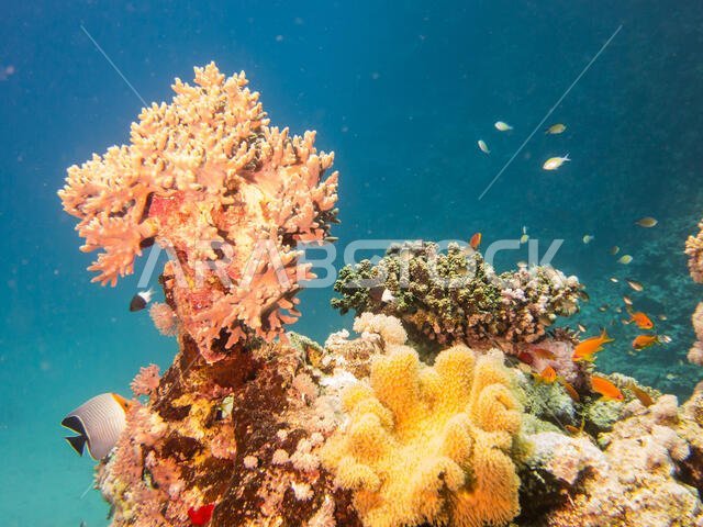 Coral Reef in the Red Sea