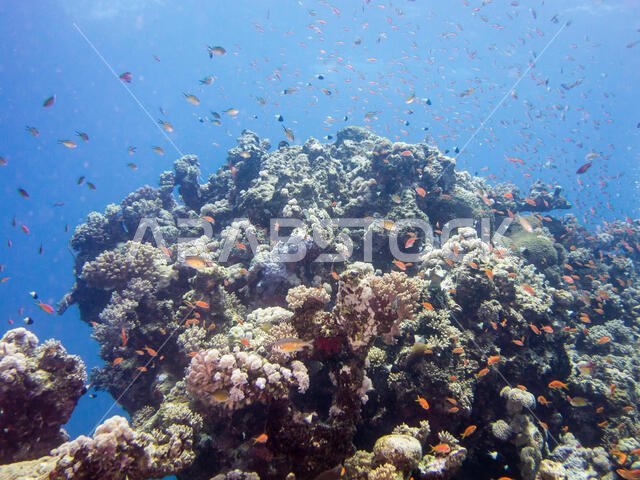 Coral Reef in the Red Sea