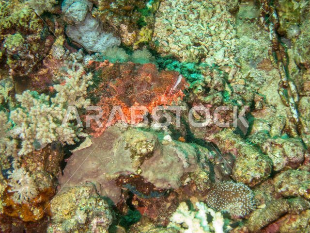 Bearded Scorpion Fish