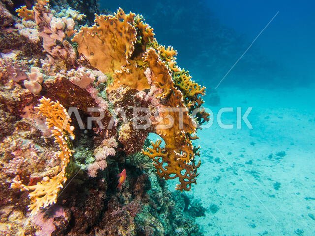 Coral Reef in the Red Sea