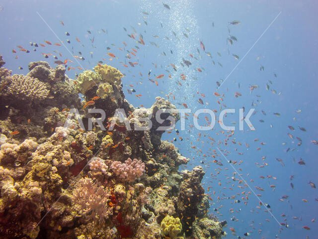 Coral Reef in the Red Sea