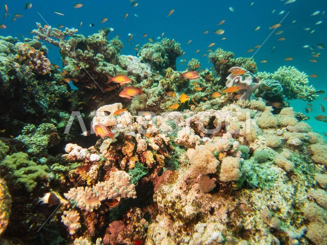 Coral Reef in the Red Sea