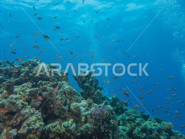 Coral Reef in the Red Sea