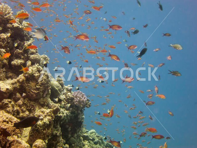 Coral Reef in the Red Sea
