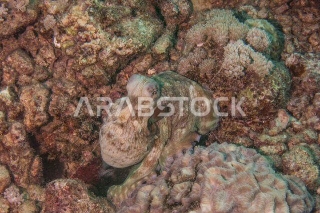 Octopus