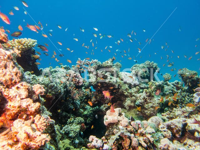Coral Reef in the Red Sea