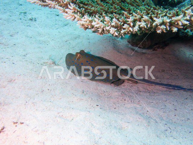 Blue Spotted Sting Ray