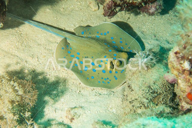 Blue Spotted Sting Ray