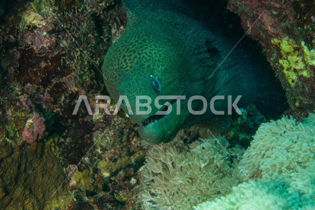 Giant Moray Eel