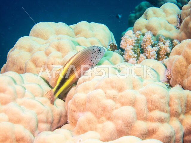 Freckled Hawk Fish